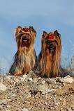 YORKSHIRE TERRIER 542
